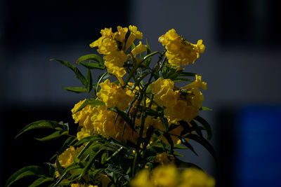 Close-up of yellow flowering plant