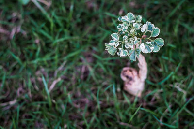 High angle view of flowering plants on land
