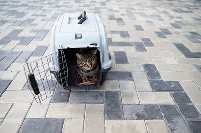 Gray tabby cat lies in a carrier on the sidewalk outdoors