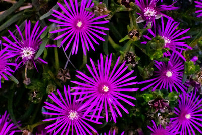 High angle view of purple flowering plants