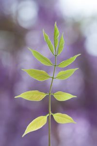 Close-up of leaves