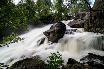 Scenic view of waterfall in forest