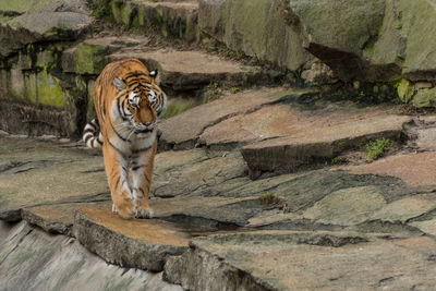 Cat in rock at zoo