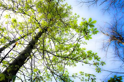 Low angle view of tree against sky