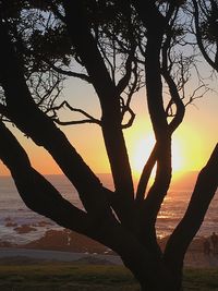 Close-up of tree at sunset