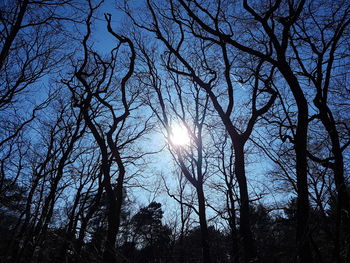 Low angle view of bare trees in forest