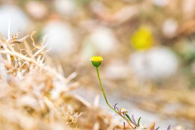 Close-up of yellow flowering plant on field