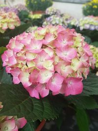 Close-up of wet pink flowers