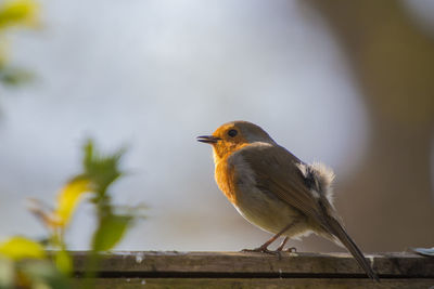 Close-up of bird perching on wood