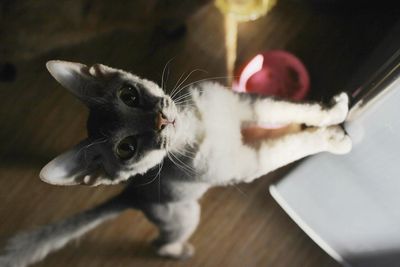 Close-up portrait of cat