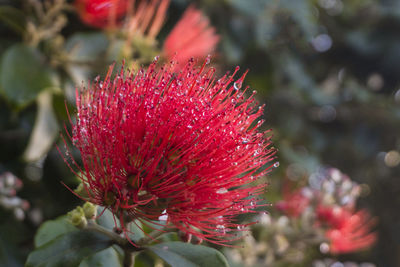 Close-up of red flower