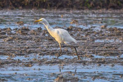 Bird on a lake