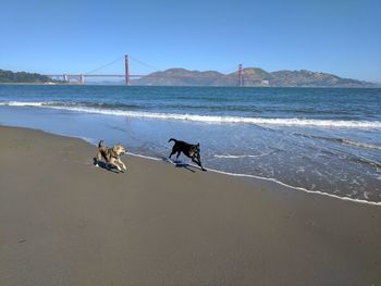 Dogs racing at beach in front of golden gate bridge