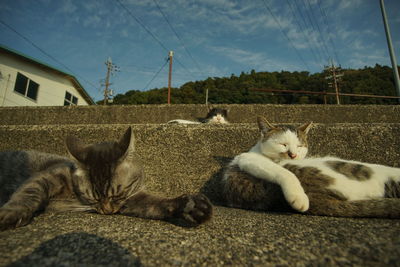 cat