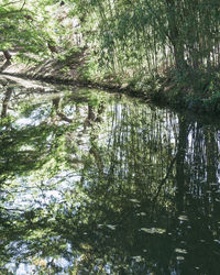 Reflection of trees in lake