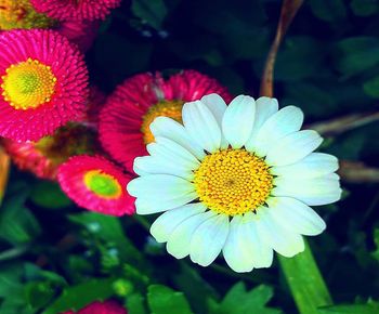 High angle view of flowering plant