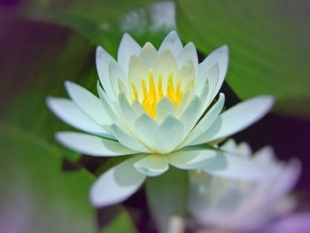 Close-up of white water lily blooming outdoors