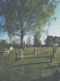 Trees on grassy field