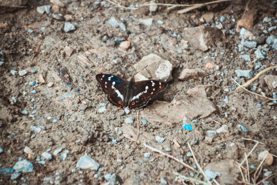 Close-up of butterfly perching on ground