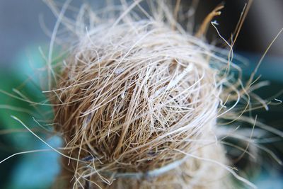 Close-up of dry plant