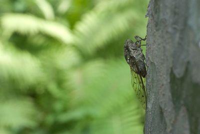 Close-up of lizard on tree trunk