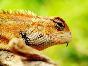 Close-up of lizard