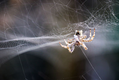 Close-up of spider on web