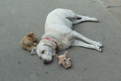 High angle view of dog sleeping on street