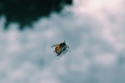 Close-up of insect against sky