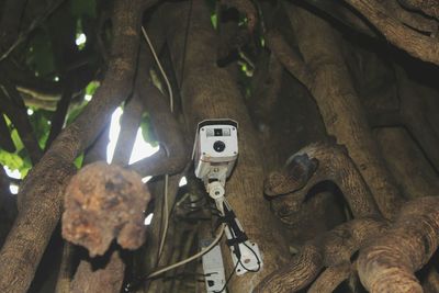 Close-up of tree trunk