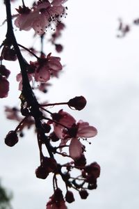 Low angle view of tree against sky