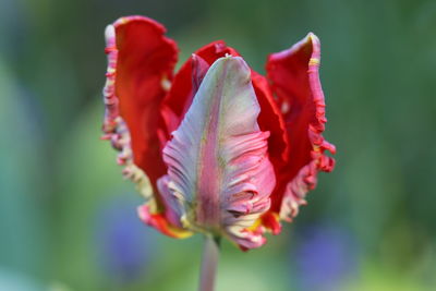 Close-up of red rose flower