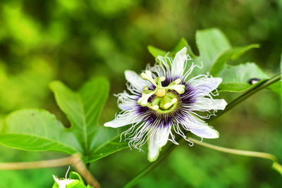 Close-up of purple flowering plant