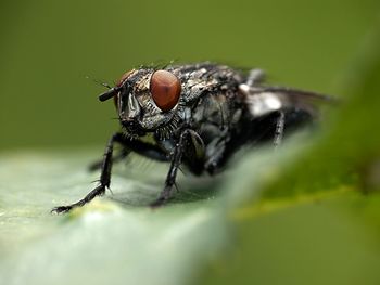 Close-up of fly on plant