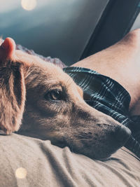 Close-up of hand holding dog