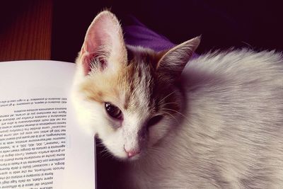 Close-up portrait of cat with open book