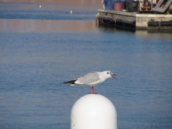 Close-up of seagull perching on metal pole at sea