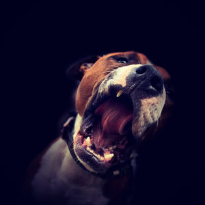 Close-up of dog over black background