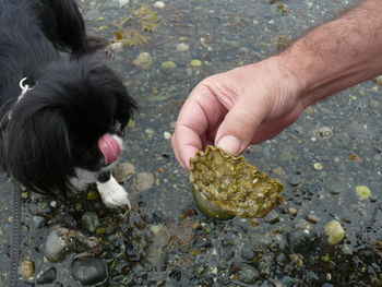 Close-up of hand holding a seashell and a dog