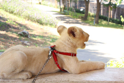 Close-up of a dog