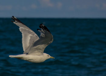 Close-up of seagull flying over sea against sky