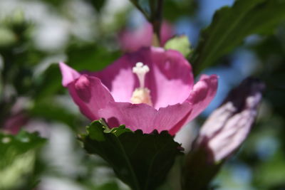 Close-up of pink rose