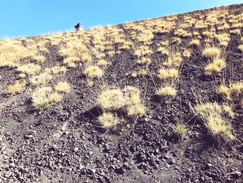 Plants on landscape against sky