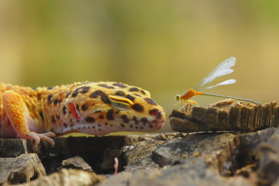 Close-up of lizard and insect on rocks