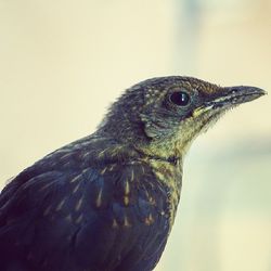 Close-up of a bird