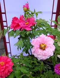 Close-up of pink flowers blooming outdoors