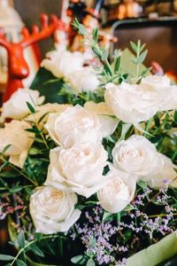 Close-up of white rose blooming outdoors