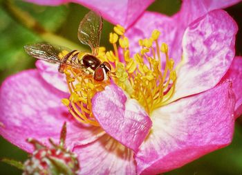 Close-up of insect on pink flower