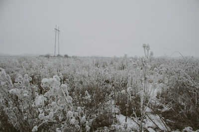 Plants on field against sky during winter