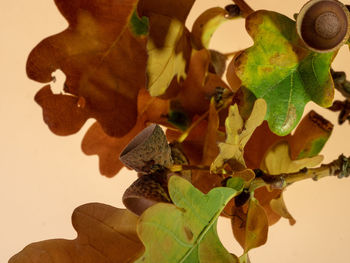Close-up of hand holding leaves during autumn